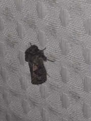 Acrolophus arcanella