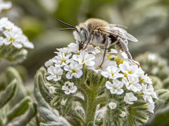 Anthophora pulverosa