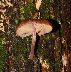 Armillaria hinnulea