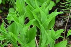 Cypripedium reginae