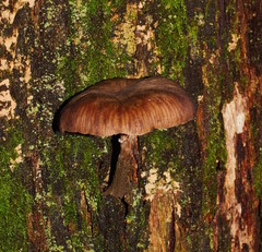 Armillaria hinnulea