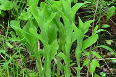 Cypripedium reginae