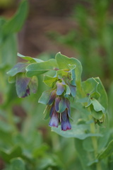 Cerinthe