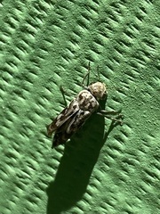 Yakuhananomia bidentata