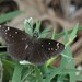 Common Sootywing - Photo (c) vwiest, some rights reserved (CC BY-NC), uploaded by vwiest