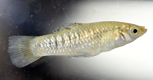 Perugia's limia (Limia perugiae) — Poeciliidae — 5