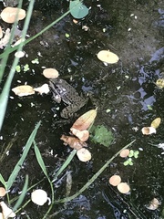 Pelophylax