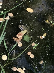 Pelophylax