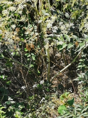 Conium maculatum