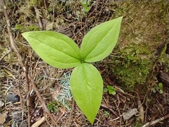 Trillium ovatum