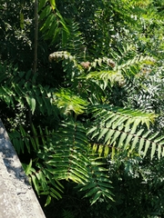 Ailanthus altissima