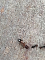 Camponotus nylanderi