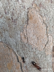 Camponotus nylanderi