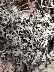 Pseudevernia consocians
