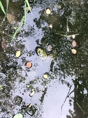 Pelophylax
