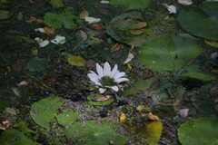 Angiospermae
