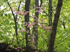 Rhododendron prinophyllum