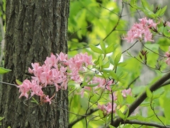 Rhododendron prinophyllum