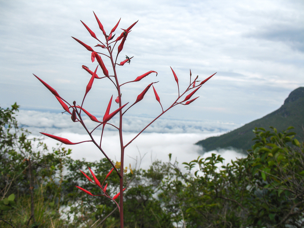 Pitcairnia patentiflora