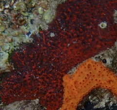 Mycale microsigmatosa