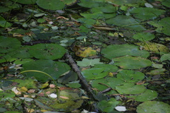 Nymphoides peltata