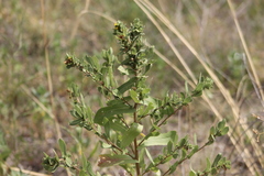 Grindelia adenodonta