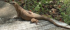 Ctenosaura similis
