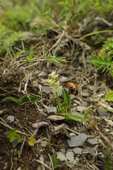 Platanthera brevicalcarata