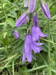 Campanula rapunculoides