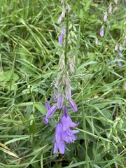 Campanula rapunculoides