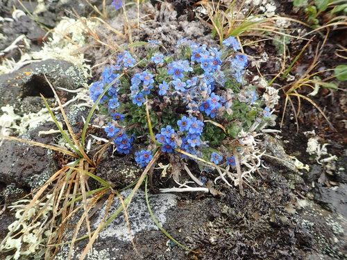 Eritrichium aretioides, photograph 3