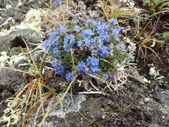 Eritrichium aretioides, photograph Allan Harris, CC0, iNaturalist via GBIF