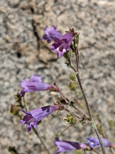 Image of Penstemon caesius by (c) Alix Kosmala, some rights reserved (CC BY)