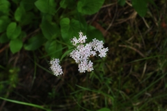 Valeriana montana