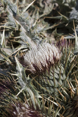 Onopordum acaulon
