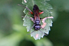 Chalybion femoratum