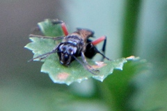 Chalybion femoratum