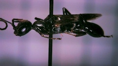 Ampulex canaliculata