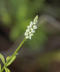 Polygala boykinii