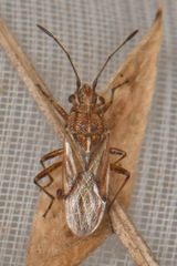 Nysius helveticus