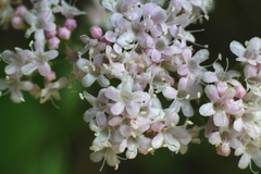 Valeriana montana