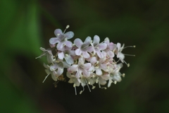 Valeriana montana