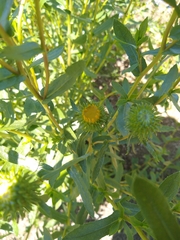 Grindelia nana