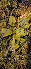 Plantago major