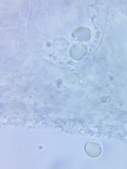 Marasmius minutissimus