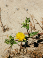 Helminthotheca echioides