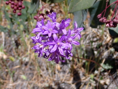 Dichelostemma multiflorum
