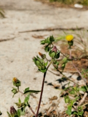 Helminthotheca echioides