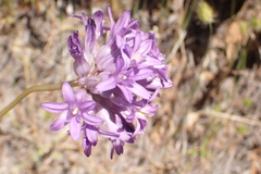 Dichelostemma multiflorum