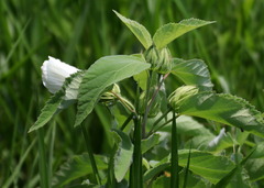 Hibiscus lasiocarpos